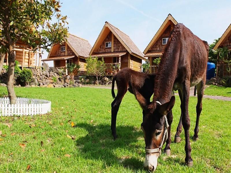 Apartmán Tree House Sogüpcho Exteriér fotografie